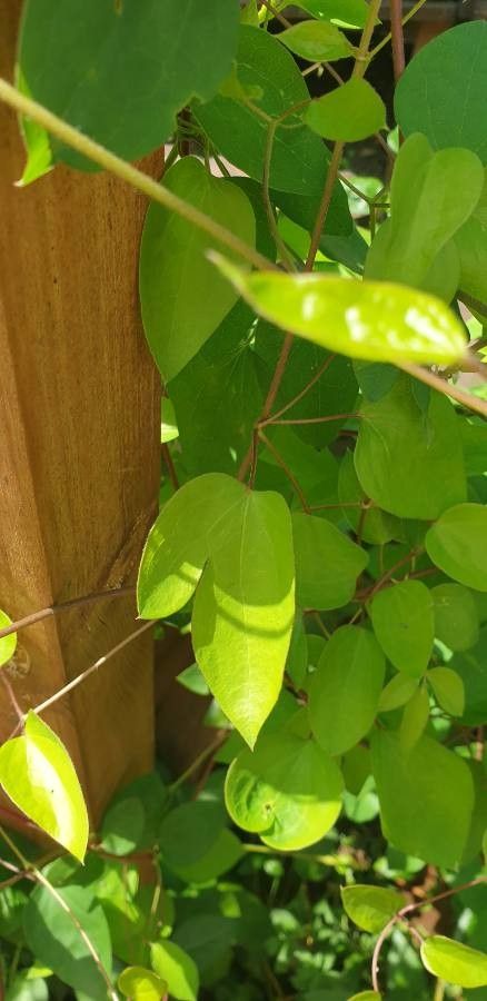 Clematis texensis leaf