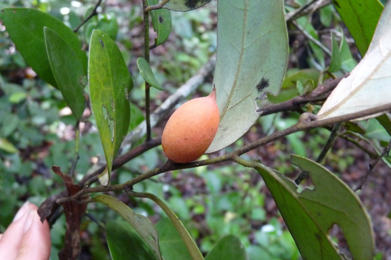 Diospyros tricolor fruit