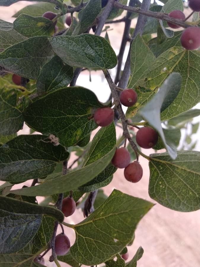 Celtis caudata fruit