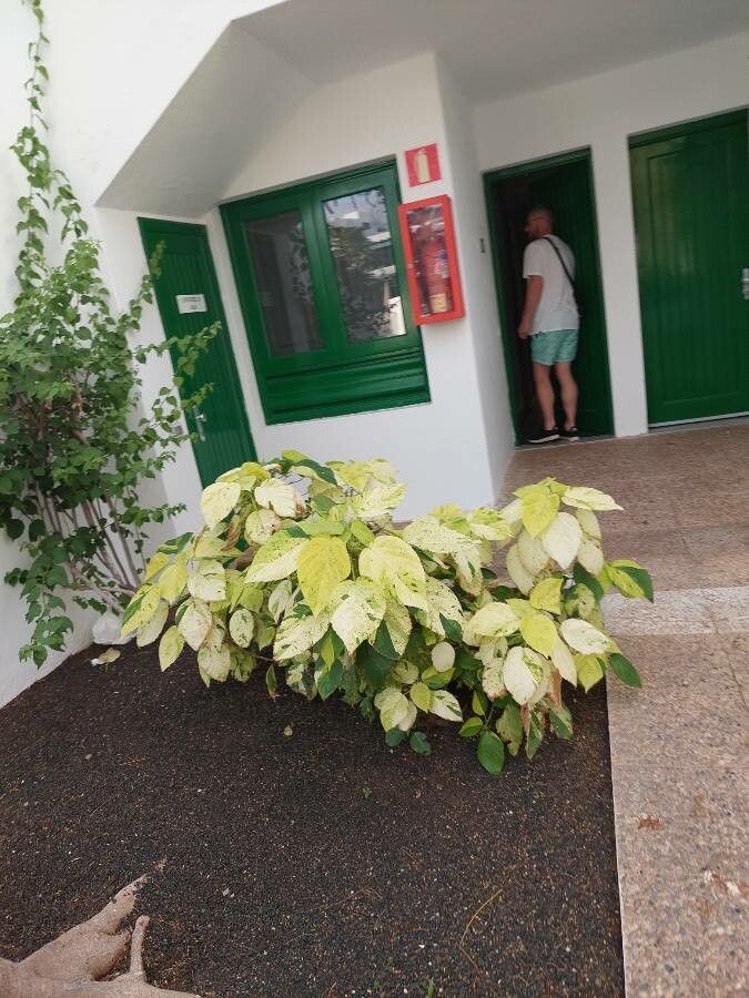 Acalypha stricta leaf