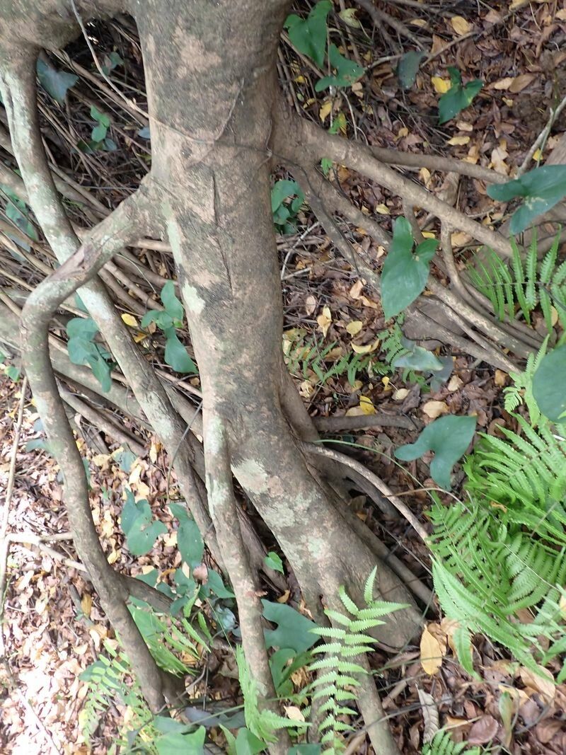 Uapaca heudelotii bark