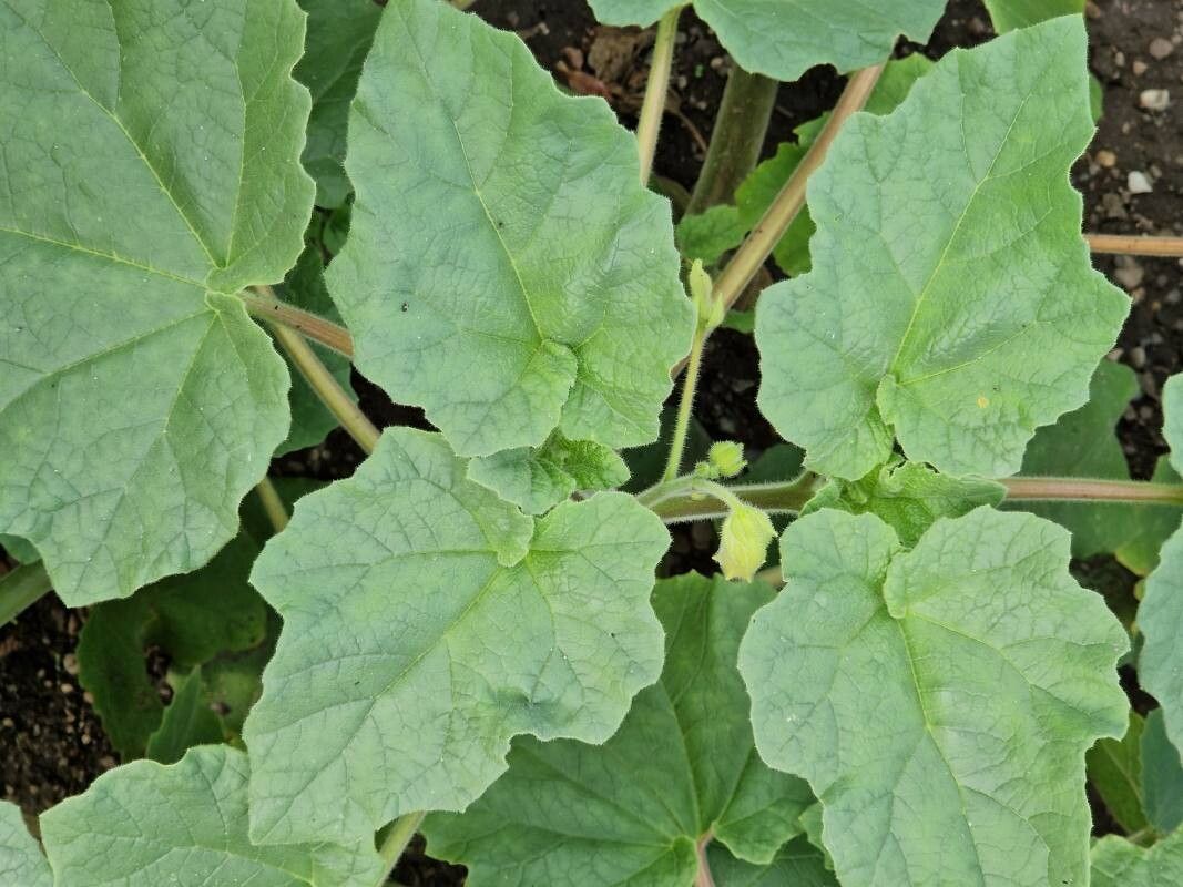 Proboscidea parviflora — related species from the same genus