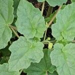 Proboscidea parviflora