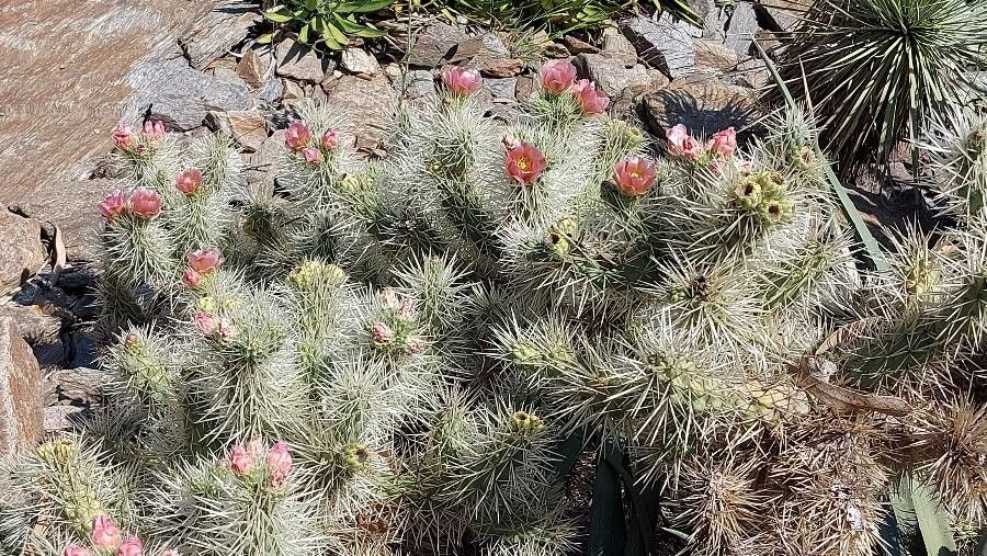 Cylindropuntia tunicata flower