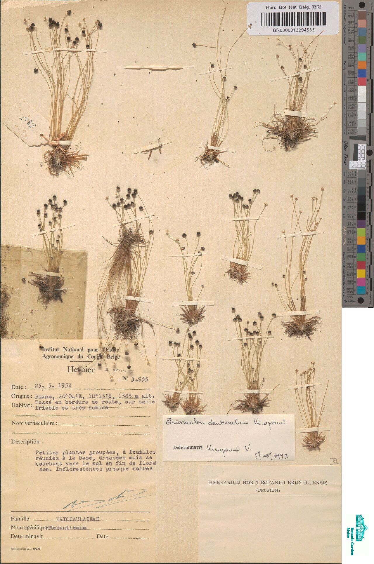 Eriocaulon denticulum — houseplant care guide