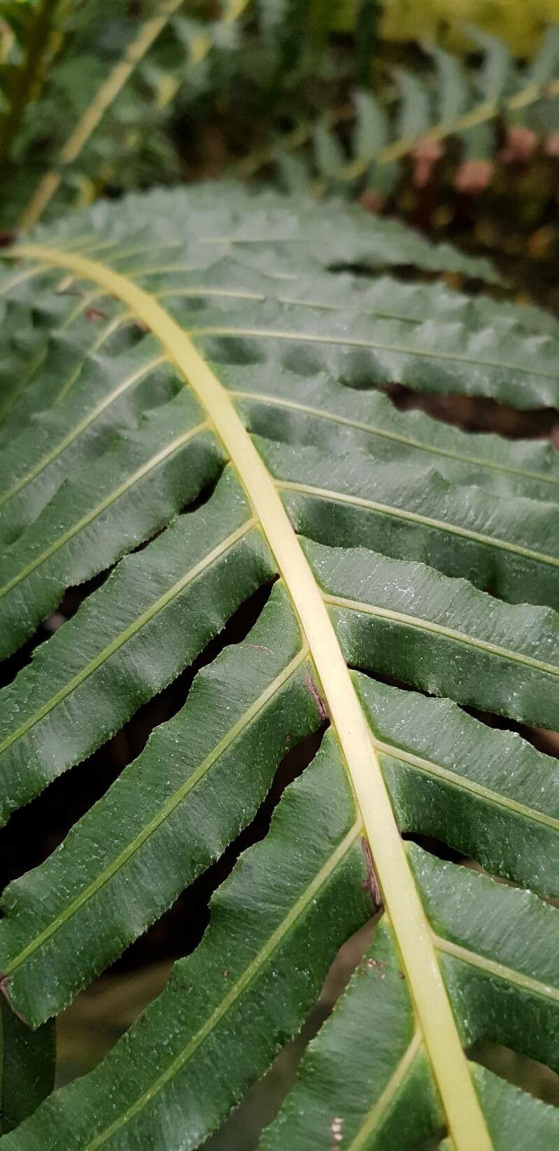 Blechnum brasiliense leaf
