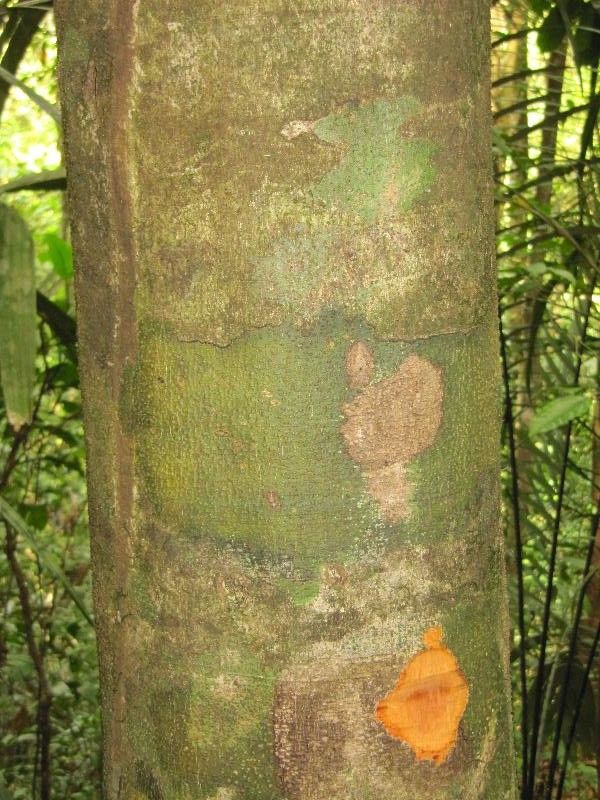 Talisia microphylla other