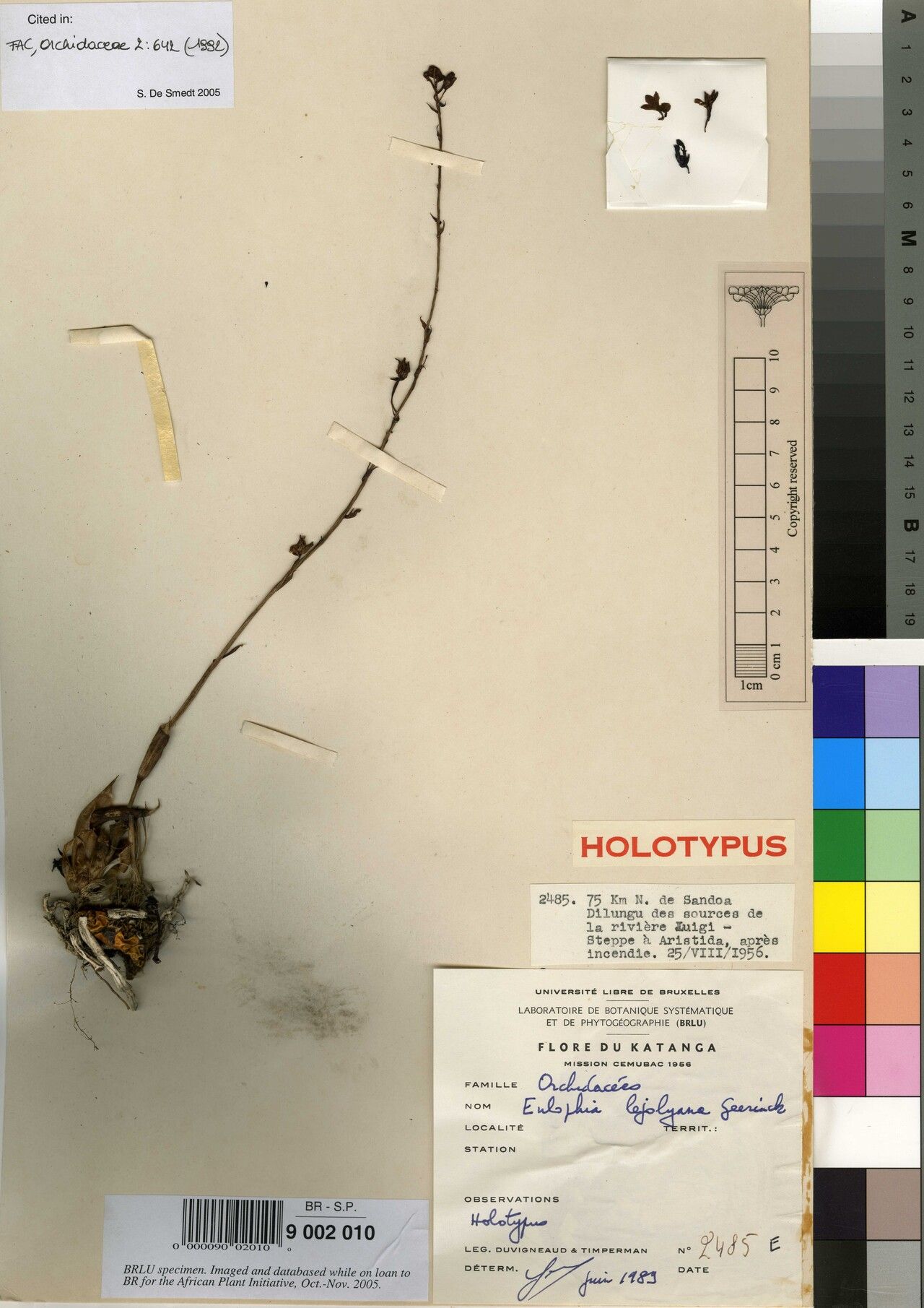 Eulophia lejolyana — houseplant care guide