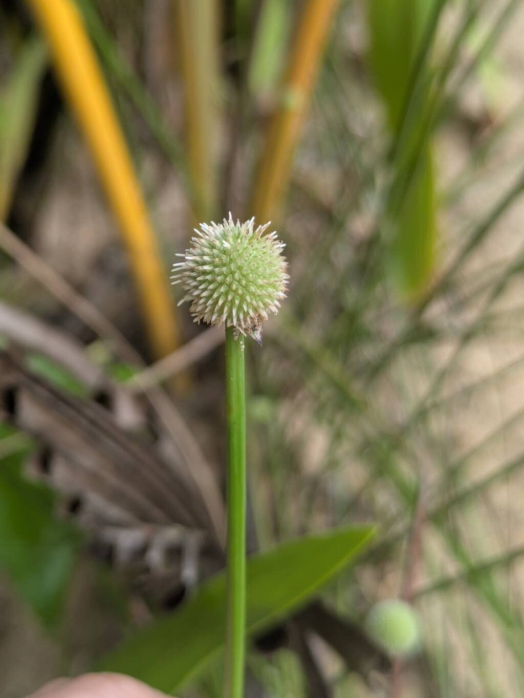Cyperus tibialis — houseplant care guide