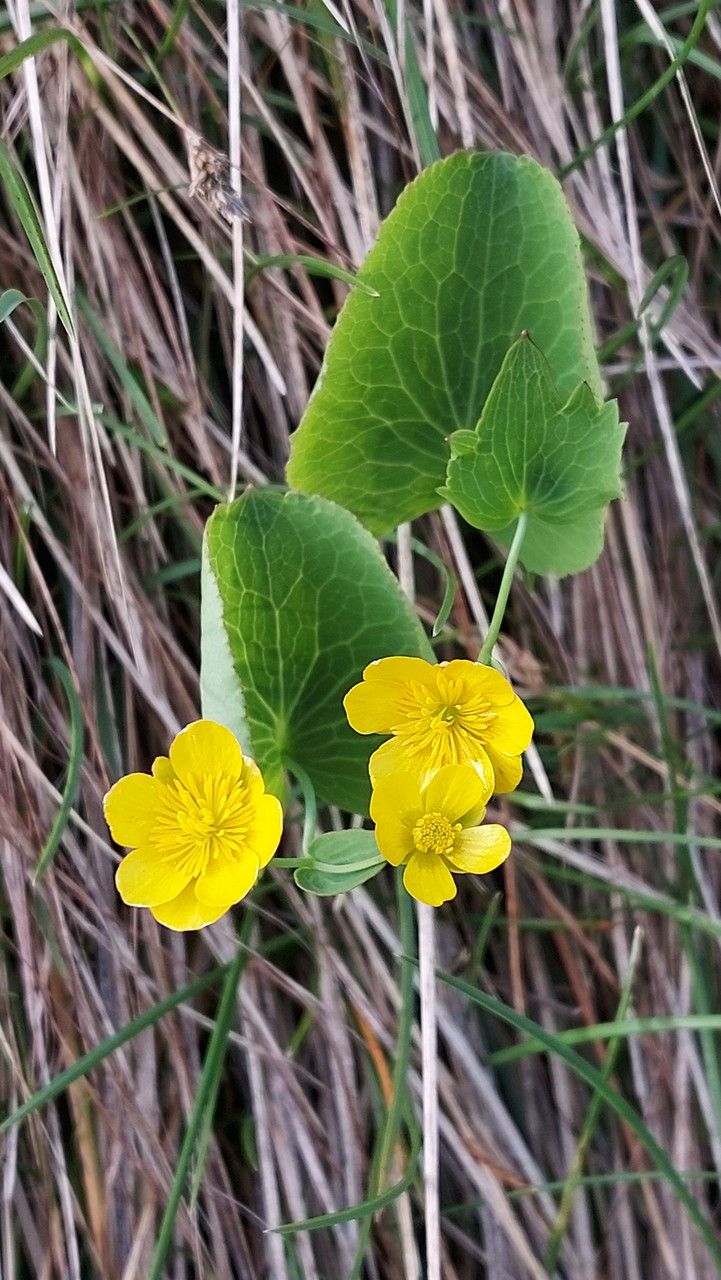 Ranunculus thora flower