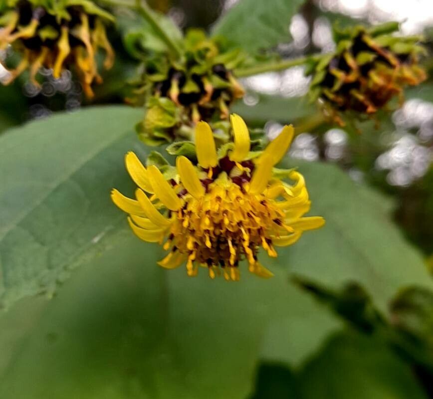 Smallanthus macroscyphus flower