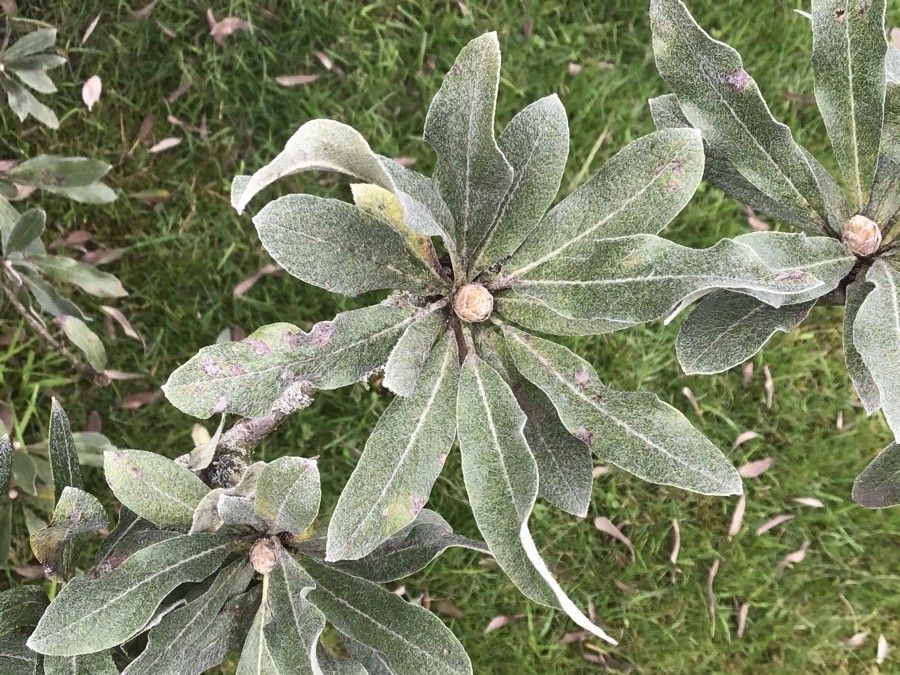 Pyrus elaeagnifolia — search result for 'Albania'