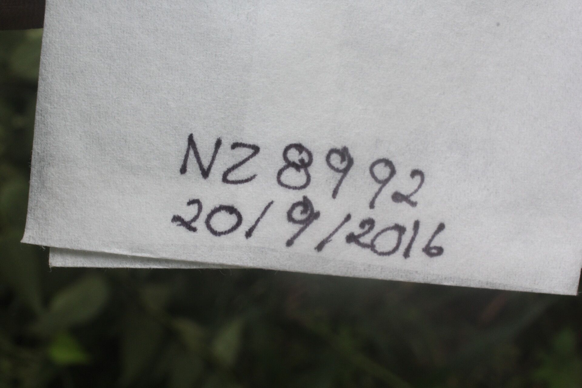 Colubrina triflora fruit