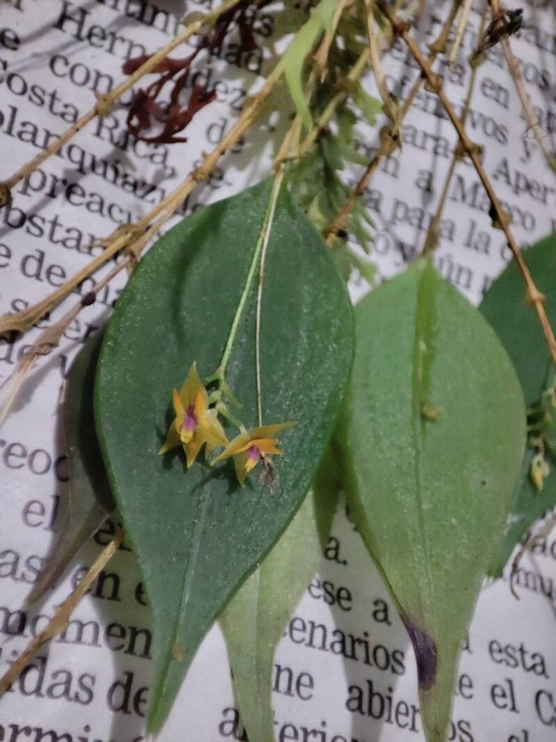 Lepanthes hermansii — houseplant care guide