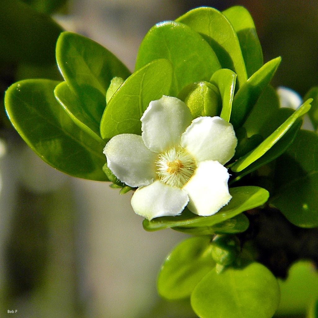 Randia aculeata flower