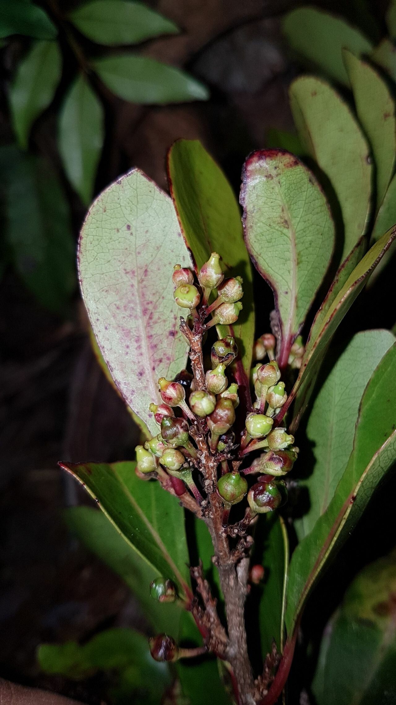 Lasiochlamys mandjeliana fruit