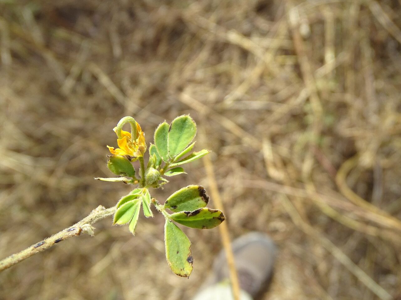 Senna obtusifolia flower