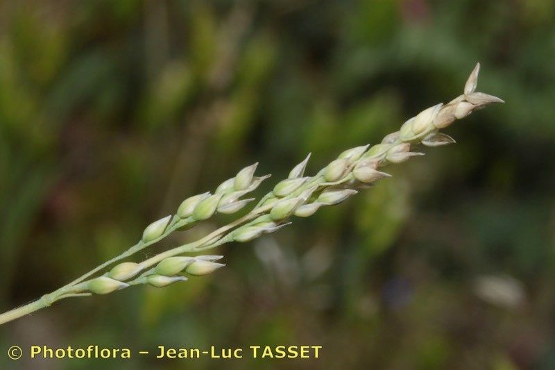 Milium vernale flower