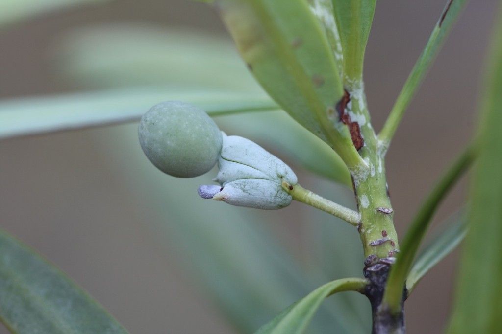 Podocarpus colliculatus fruit