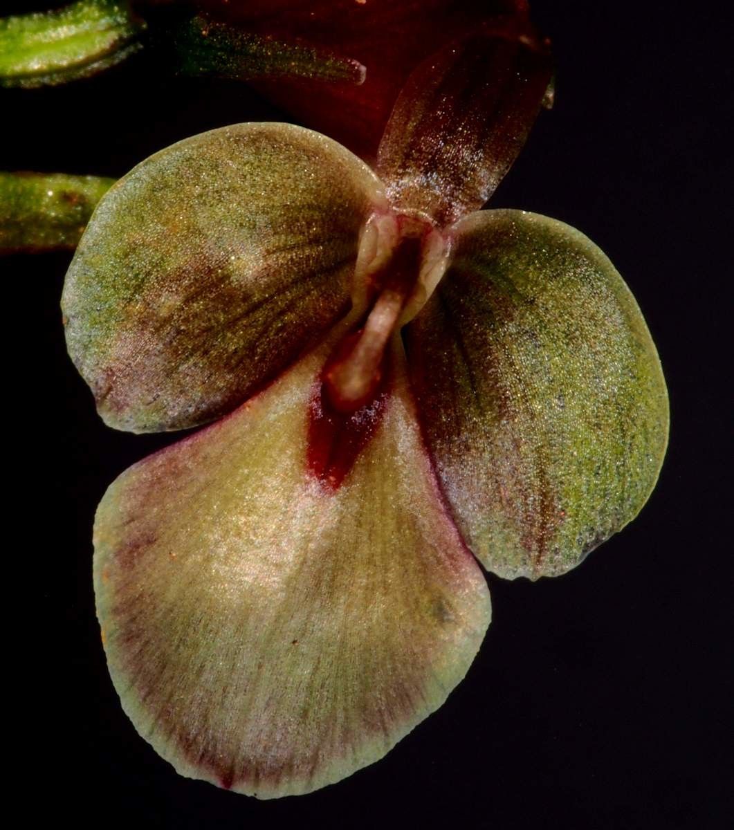 Acianthus grandiflorus fruit