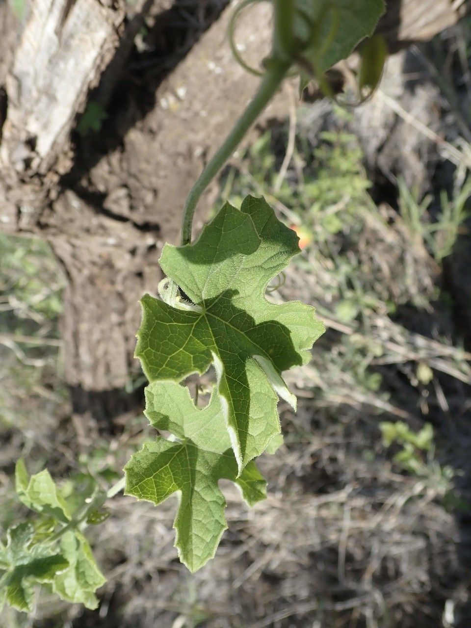 Coccinia trilobata — houseplant care guide