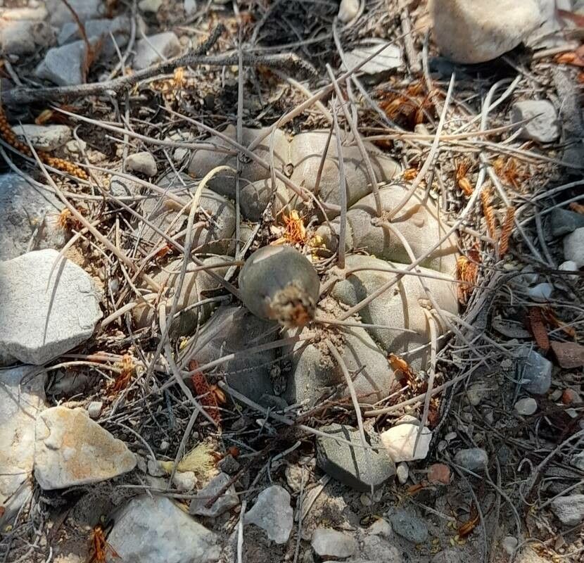 Gymnocalycium castellanosii habit