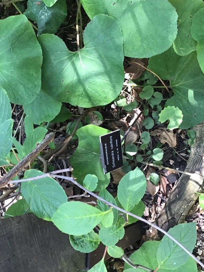 Schisandra rubriflora leaf