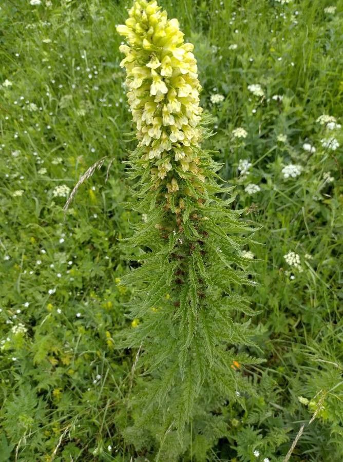 Pedicularis leucodon — houseplant care guide