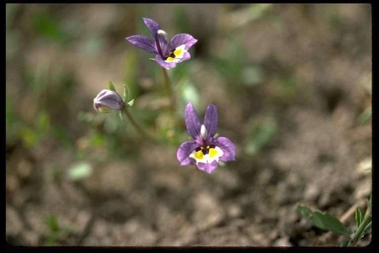 Downingia insignis habit