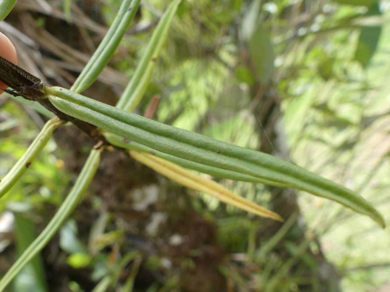 Columnea linearis leaf