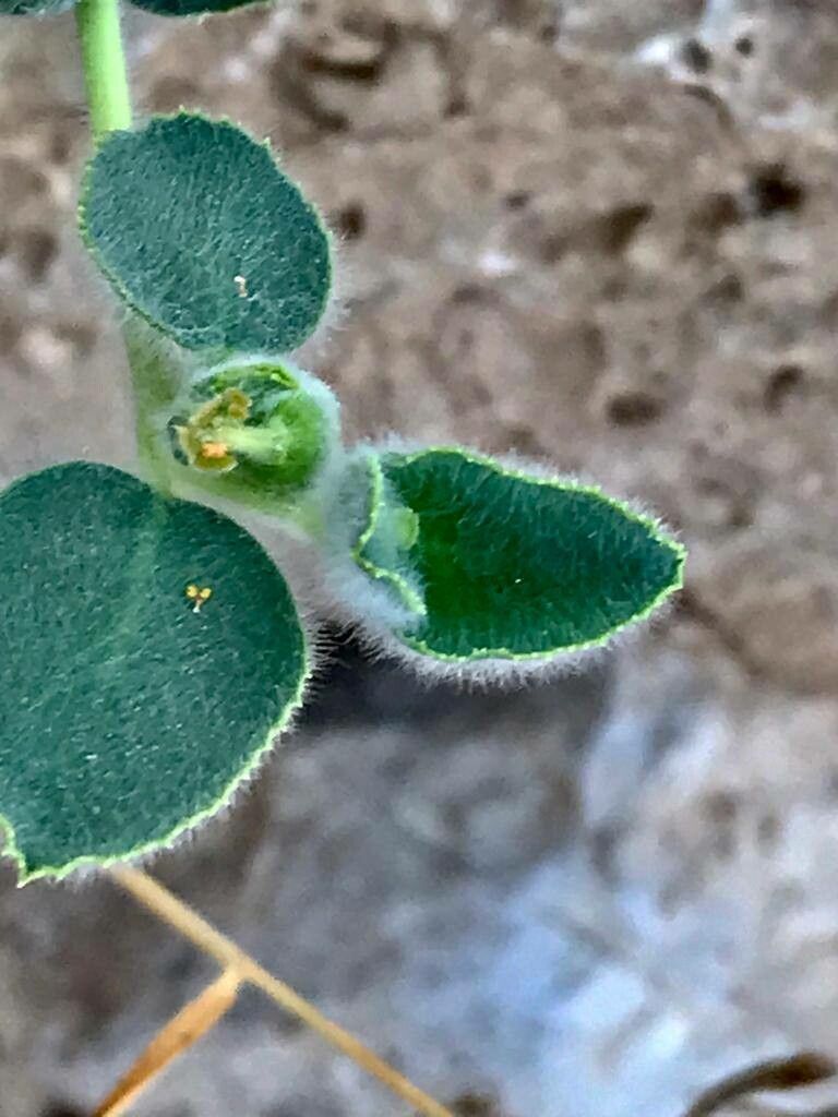 Euphorbia petiolata flower