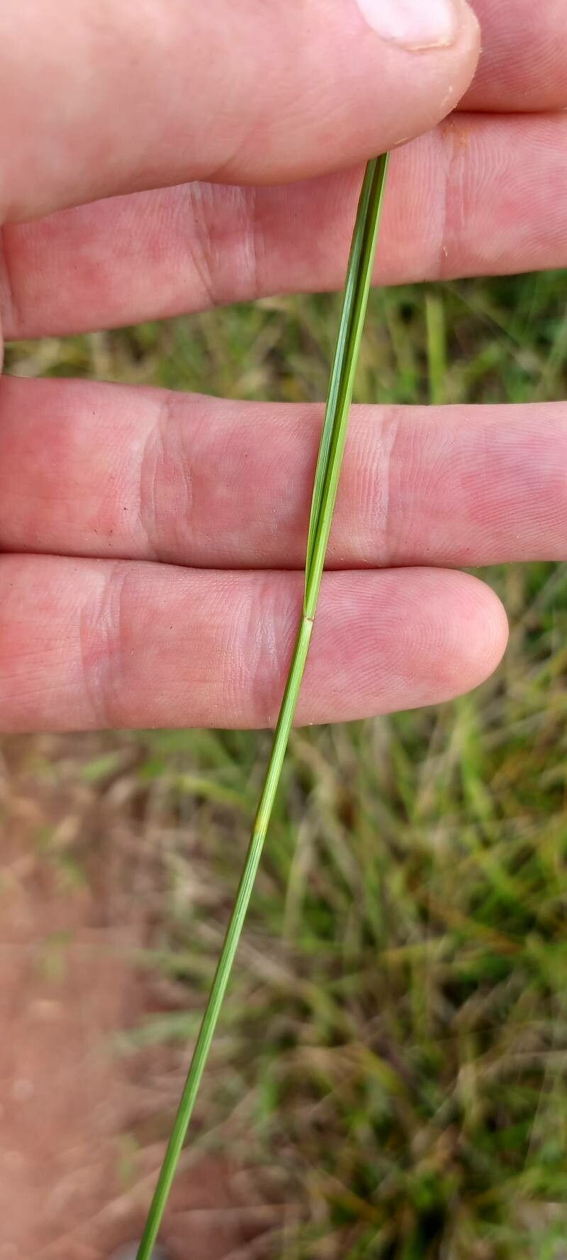 Rhynchospora rugosa leaf