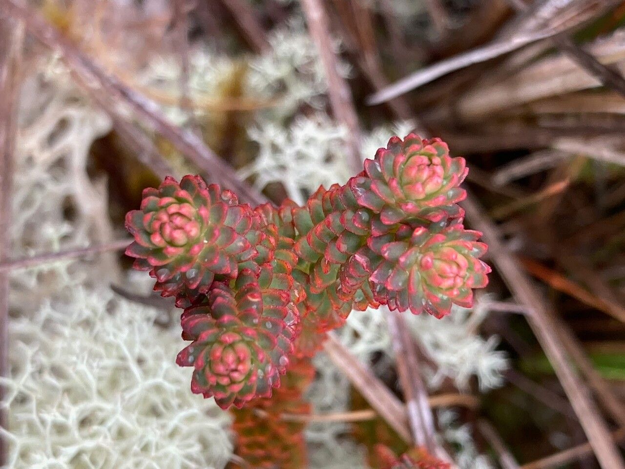 Huperzia brevifolia — related species from the same genus