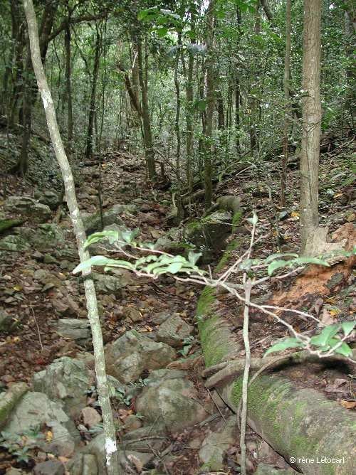 Ficus microtophora — houseplant care guide