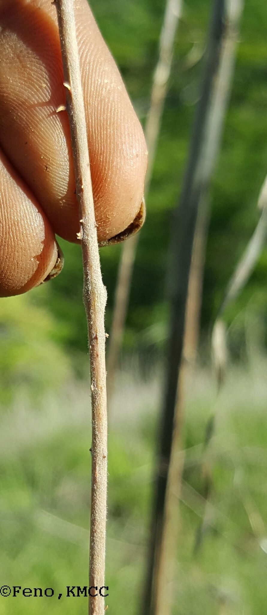 Dioscorea bemandry bark