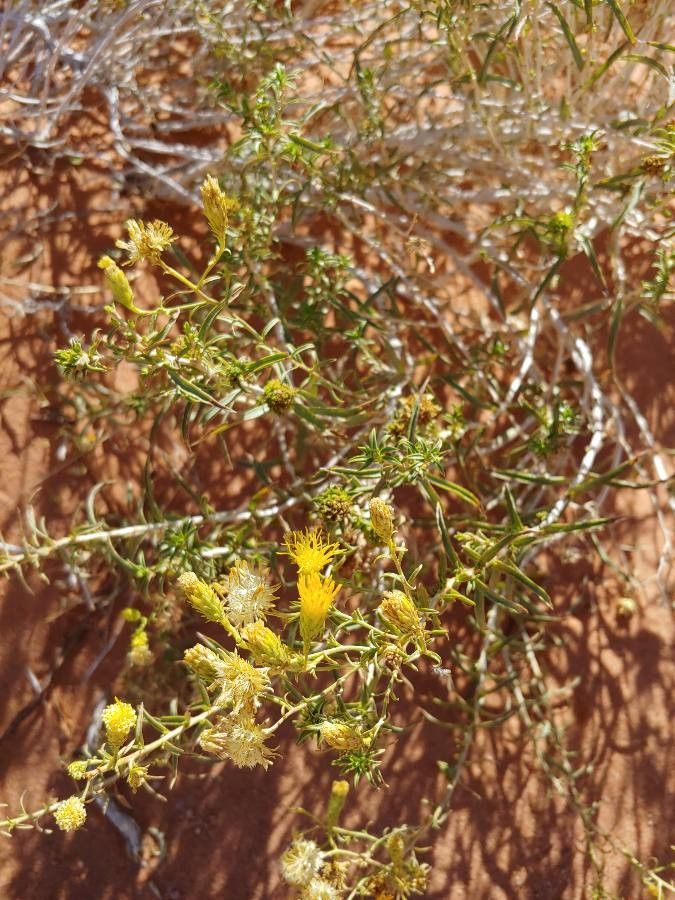 Isocoma acradenia — houseplant care guide