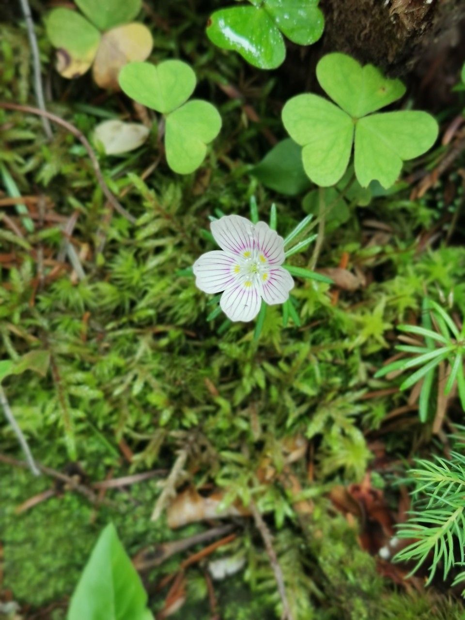 Oxalis montana