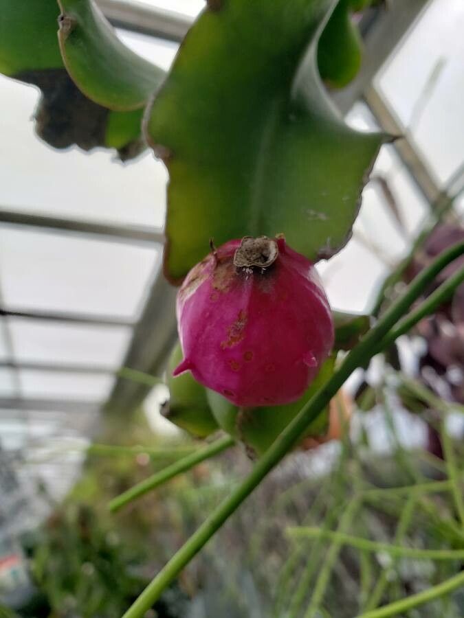 Epiphyllum hookeri fruit