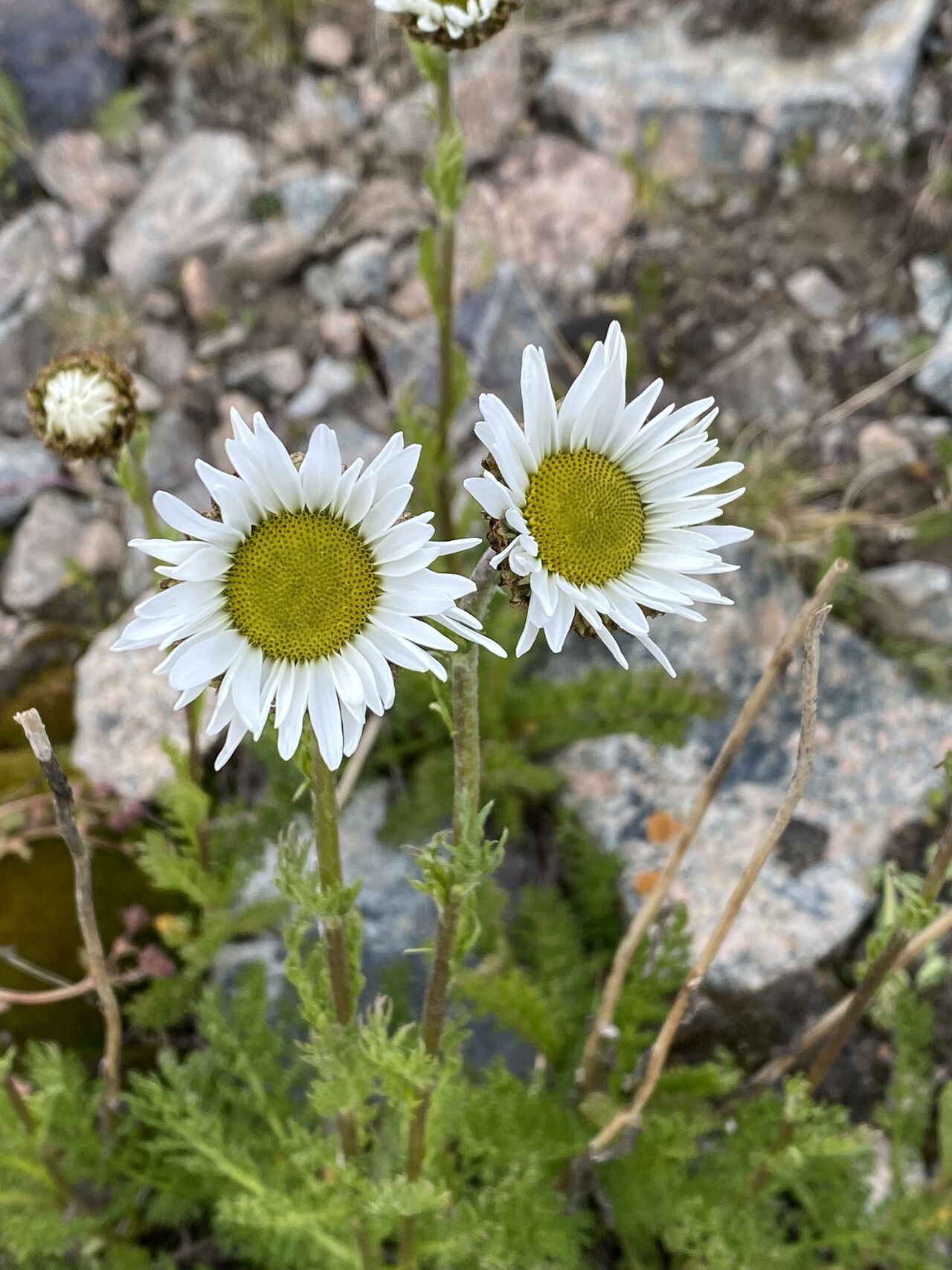 Tripleurospermum subpolare
