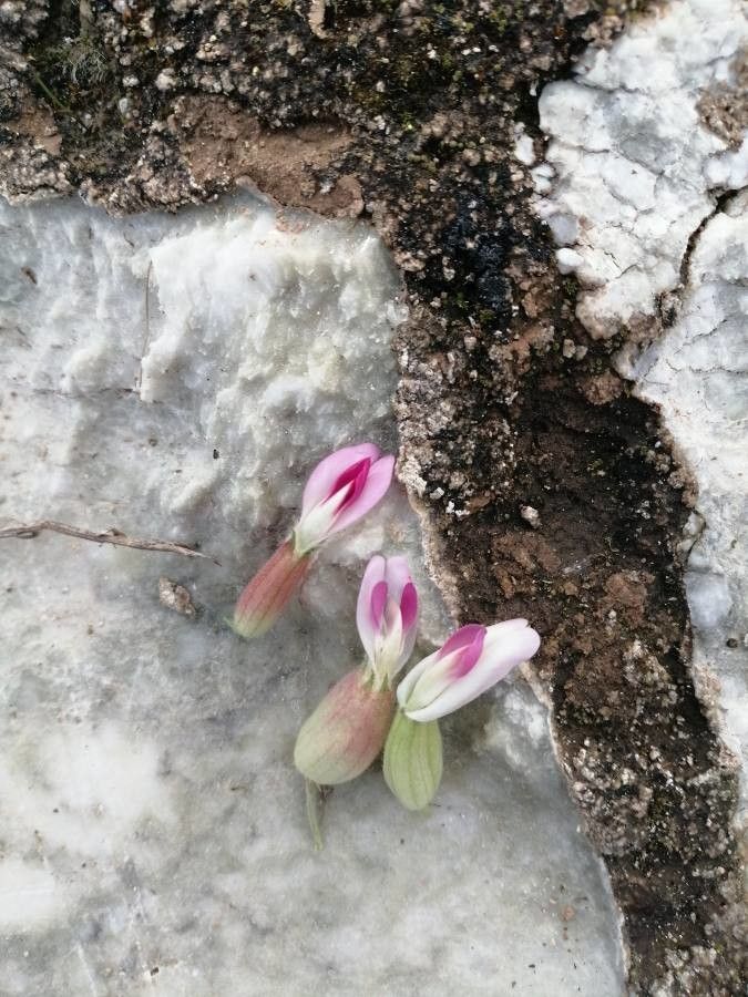 Astragalus tugarinovii — houseplant care guide