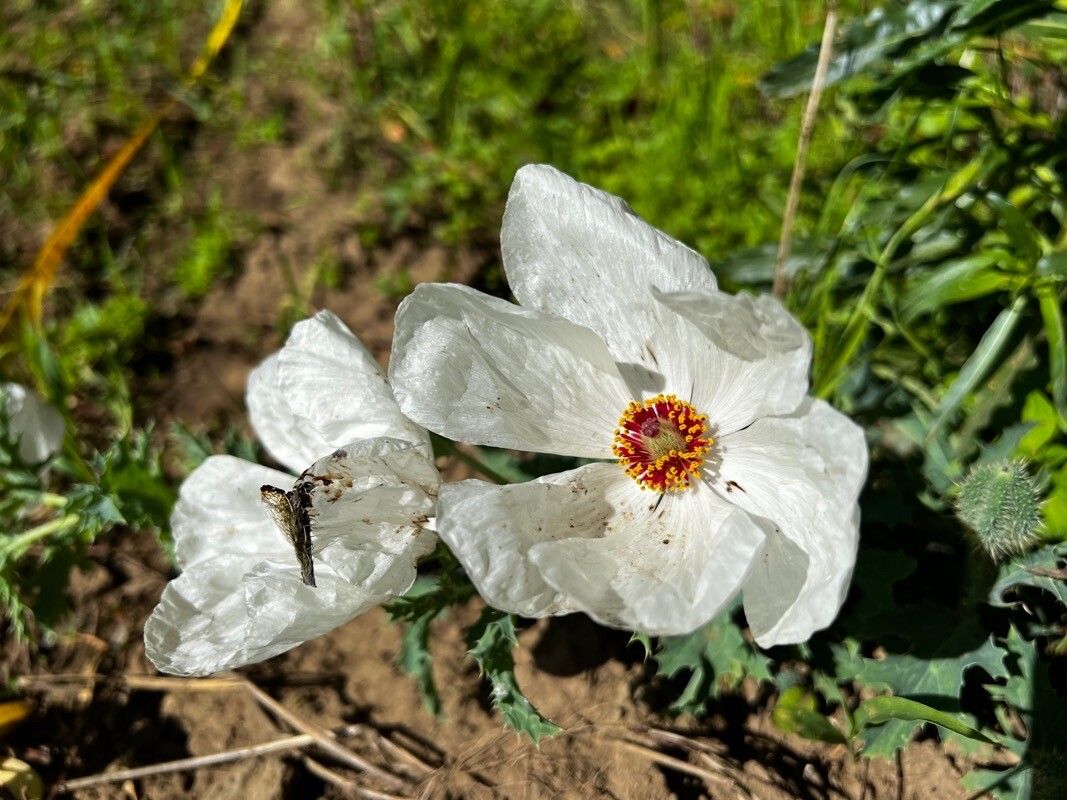 Argemone platyceras flower