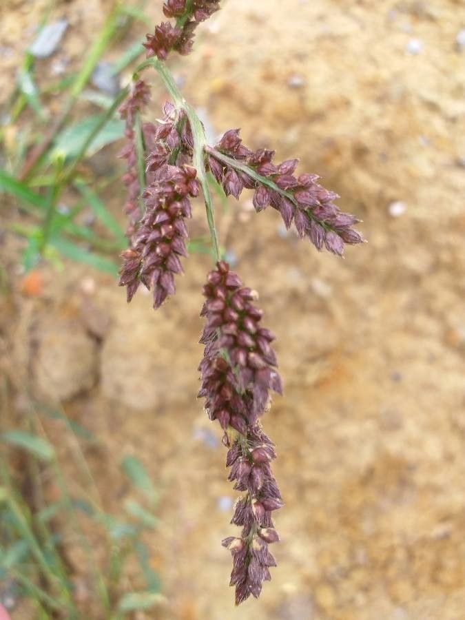 Echinochloa muricata flower