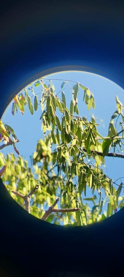 Ventilago denticulata — related species from the same genus