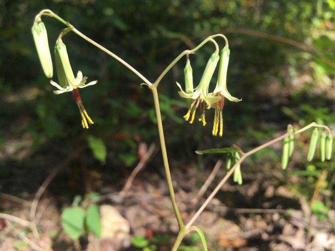 Nabalus altissimus flower