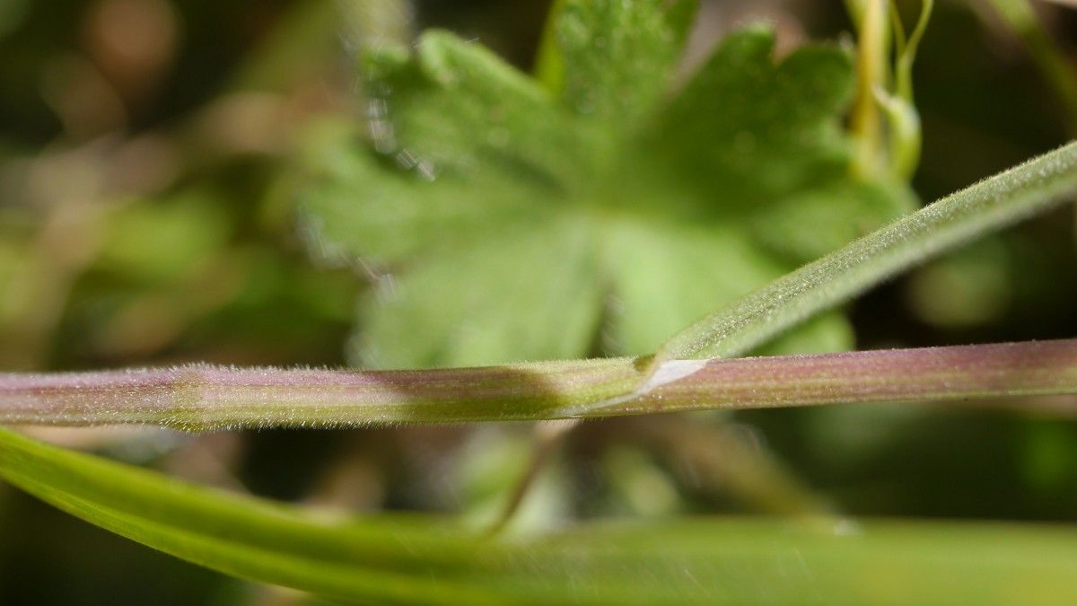 Anisantha rigida bark