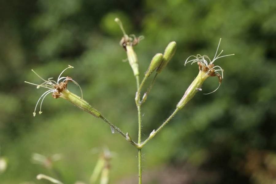 Silene gigantea flower