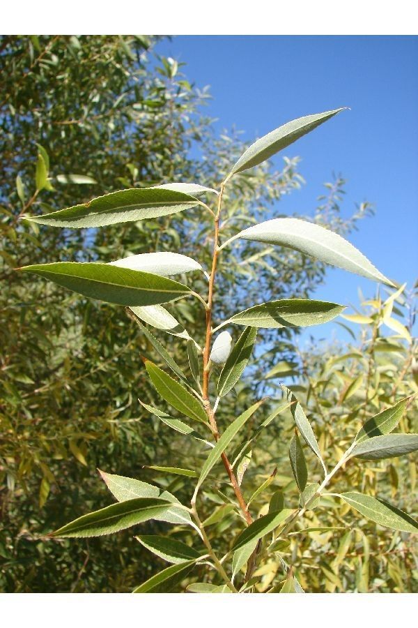 Salix amygdaloides habit