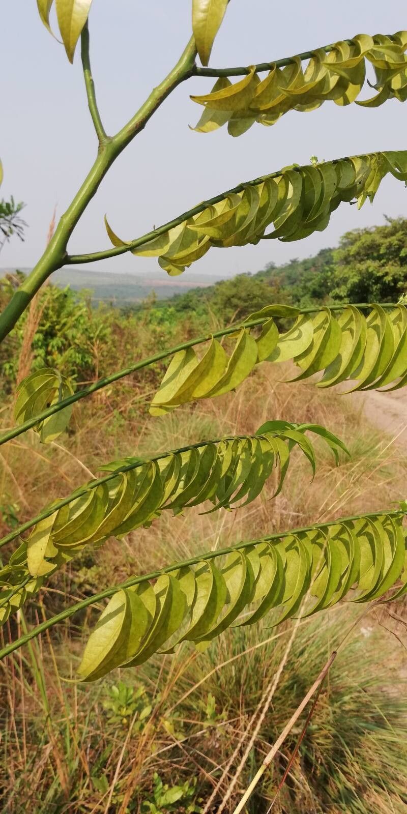 Olax subscorpioidea leaf