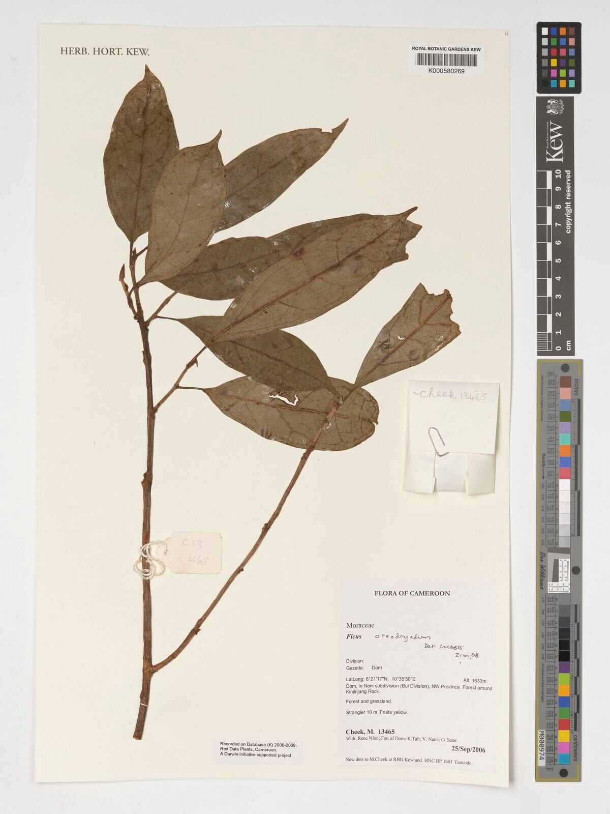 Ficus oreodryadum — houseplant care guide