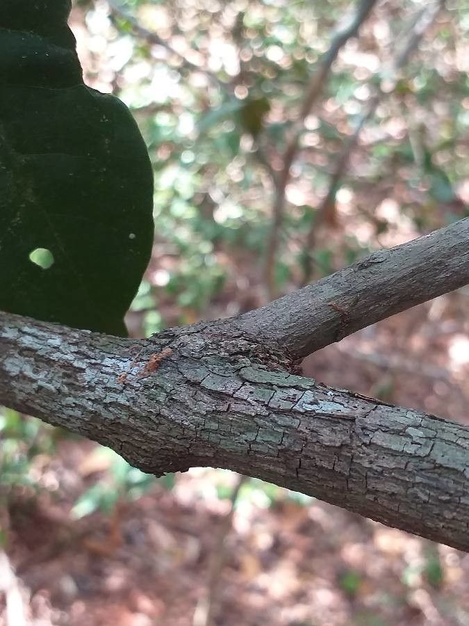 Combretum illairii bark